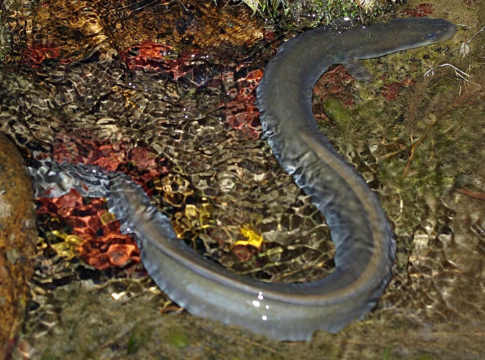 Anguila europea