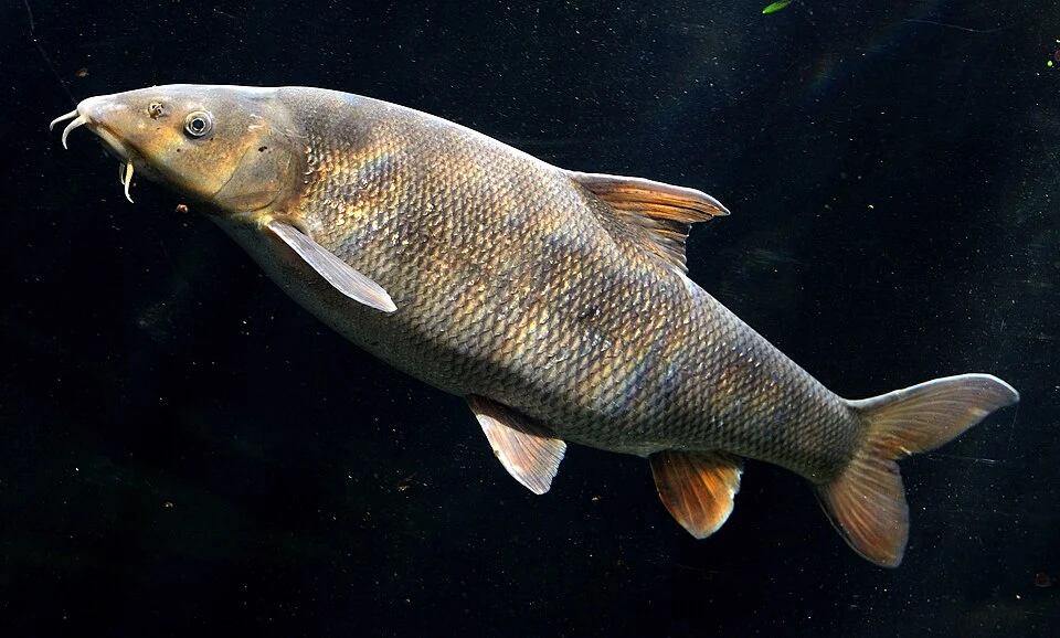 Barbo común