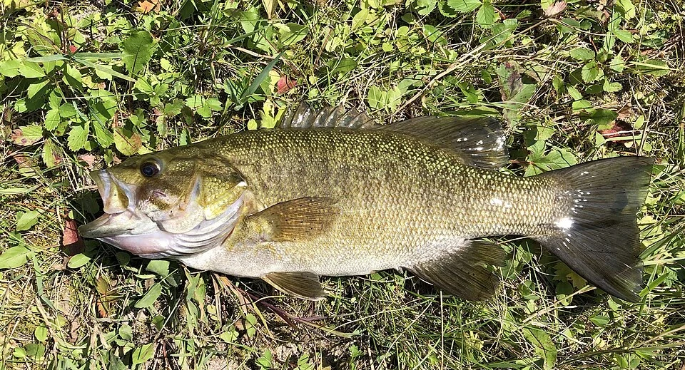 Black bass