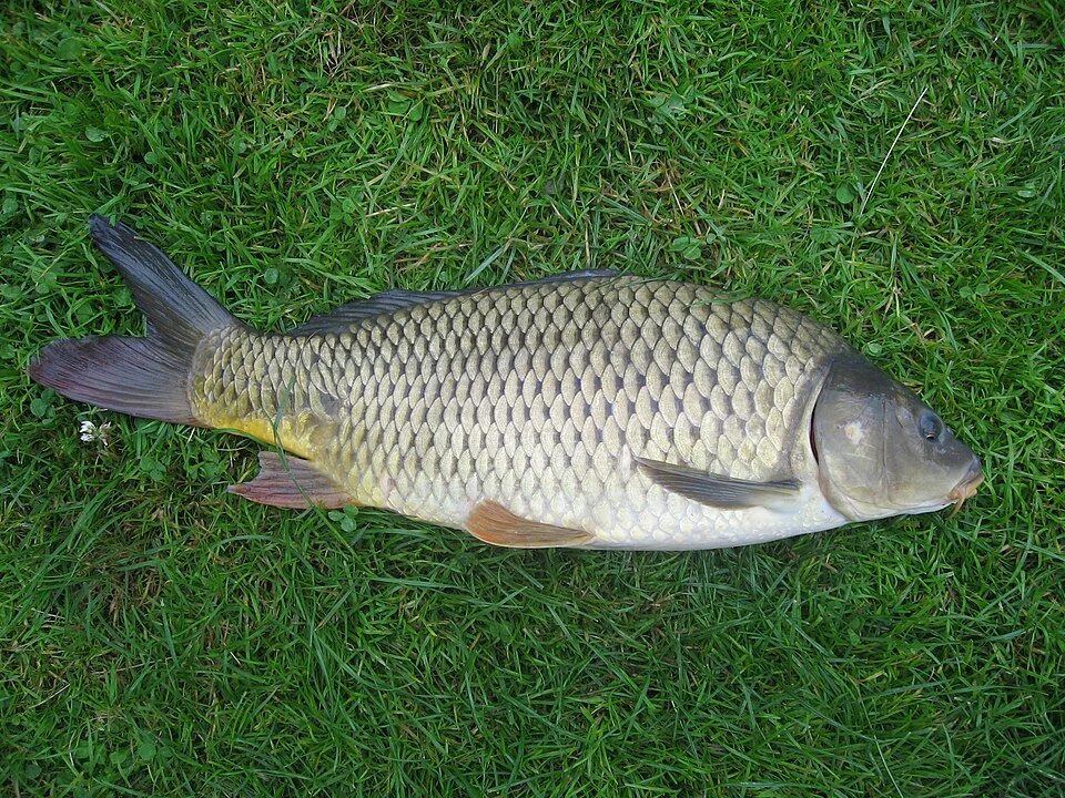 Carpa común