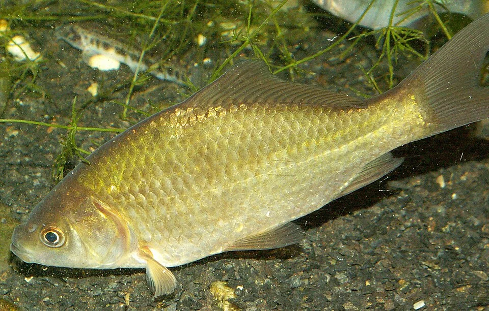 Carpín